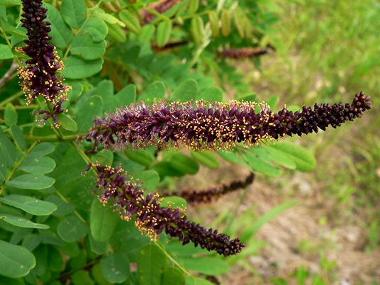 {Amorpha fruticosa}